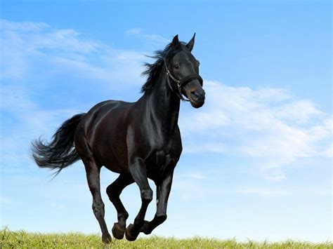 wallpaper horse pictures|[48+] HD Horse Wallpaper .